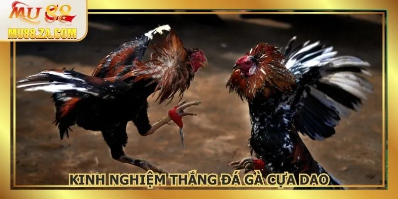 Kinh nghiệm bất bại khi theo dõi đá kê cựa dao