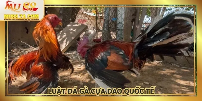 Luật đá kê cựa dao chuẩn quốc tế