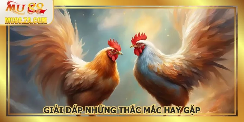 Một vài thắc mắc của người chơi về thể loại chọi kê cá cược