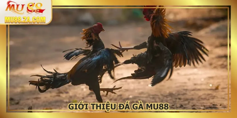 Một vài thông tin nổi bật về danh mục đá gà MU88